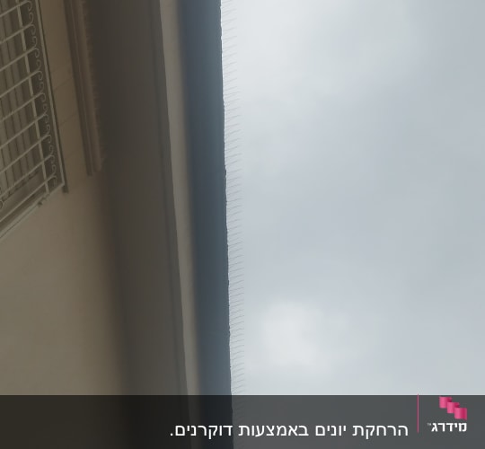דוקרנים על גג למניעת קינון יונים
